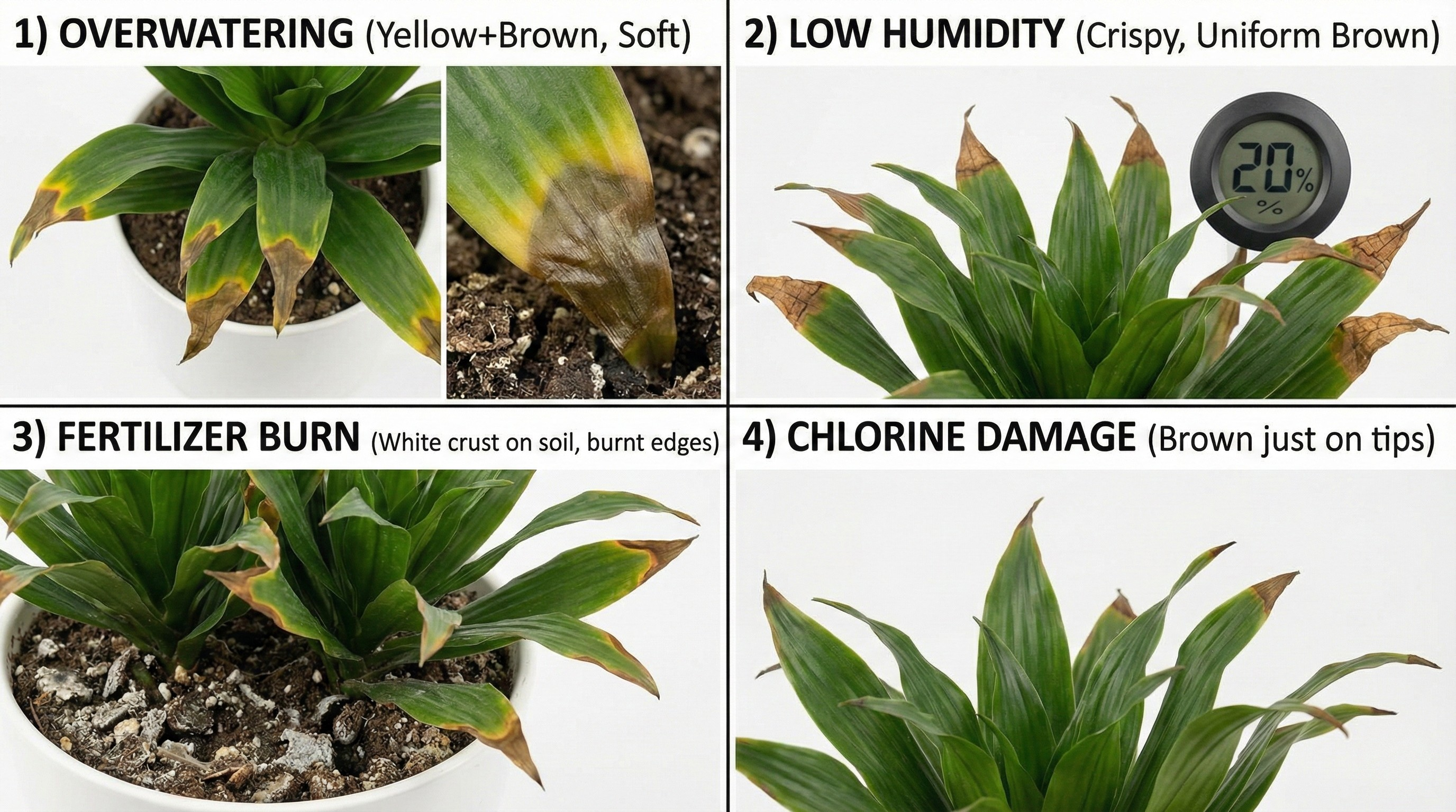 Collection of healthy houseplants in shipping boxes with nursery tags visible