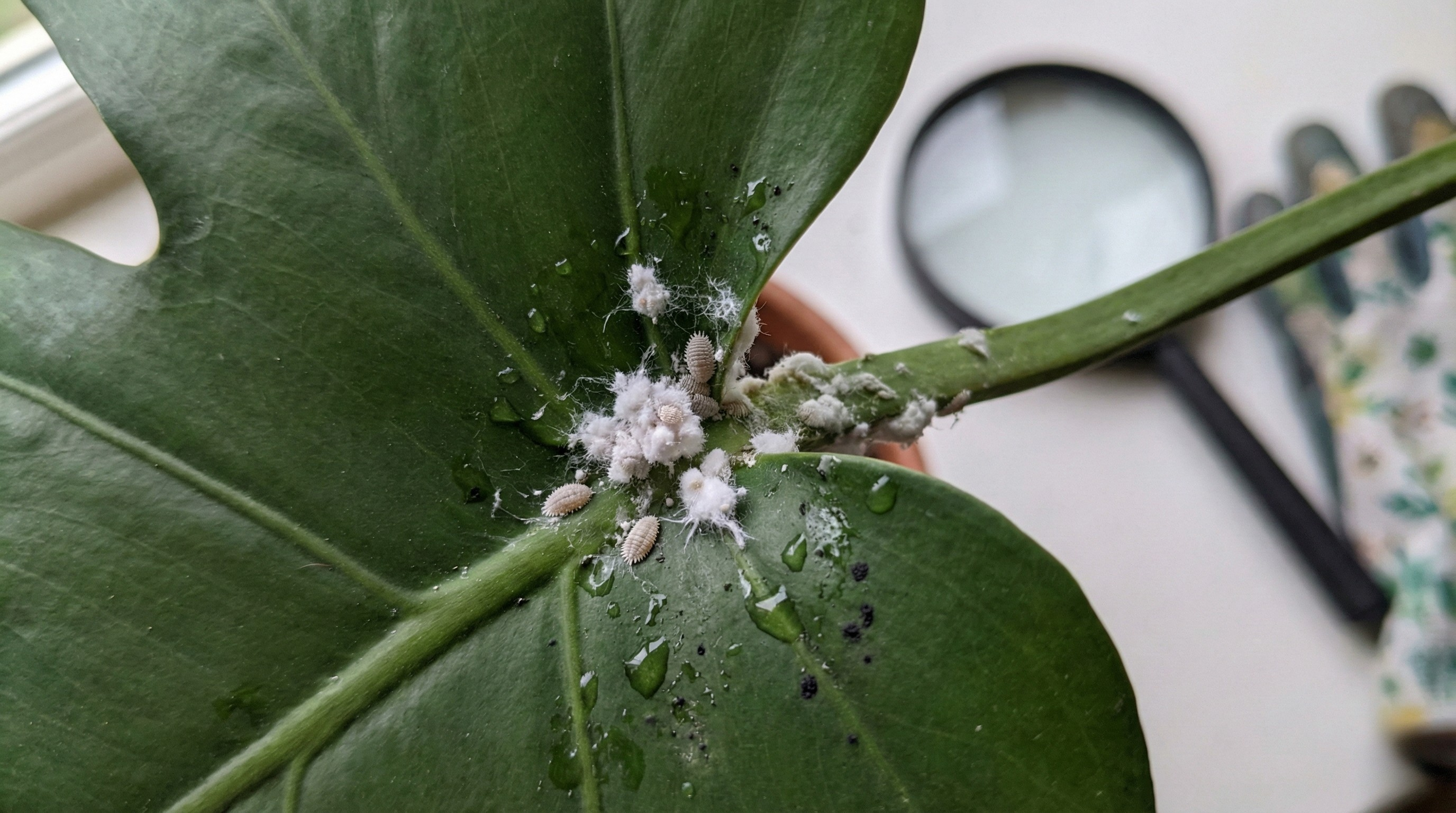 Mealybugs on houseplant stem - white cottony masses at leaf joints