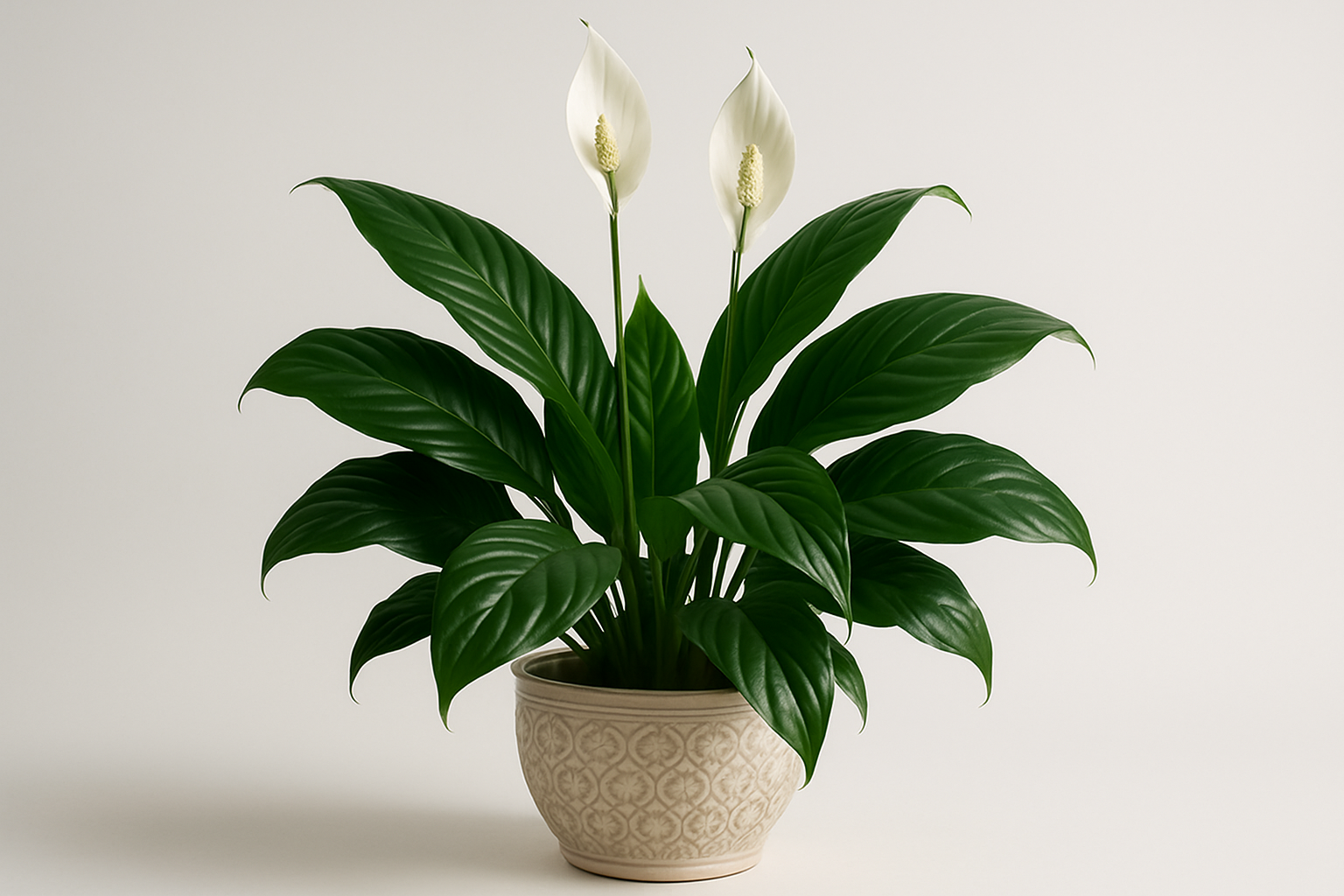 Lush healthy peace lily in ceramic pot with glossy dark green leaves and white spathes