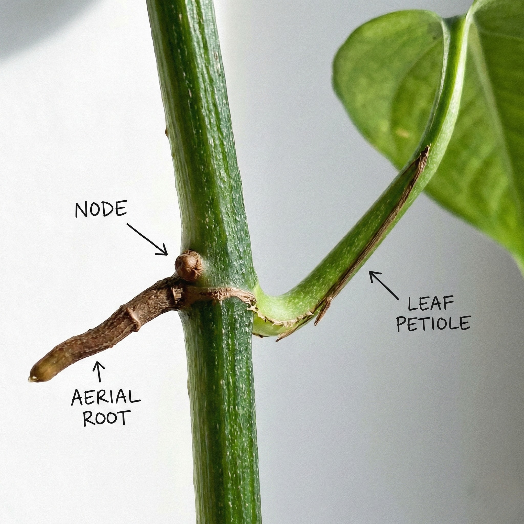 Close-up of pothos stem showing node, aerial root, and leaf petiole with labels